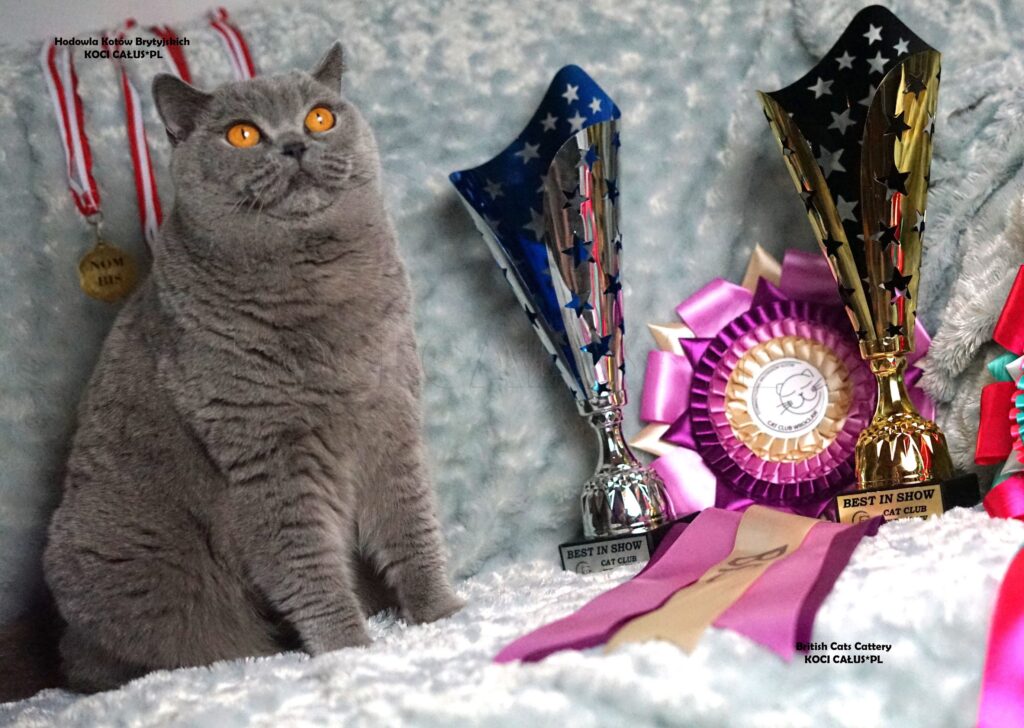 Nasza chluba. Kotka o niezwykłej mądrości i urodzie.