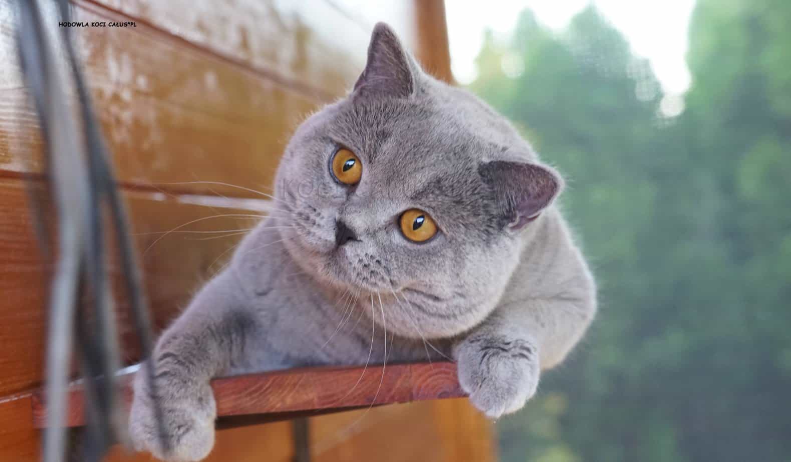 Nasz kocurek Karuso, przyleciał do naszej hodowli z Hiszpani. Wyróżnia go niesamowity profil głowy oraz masywne ciało.