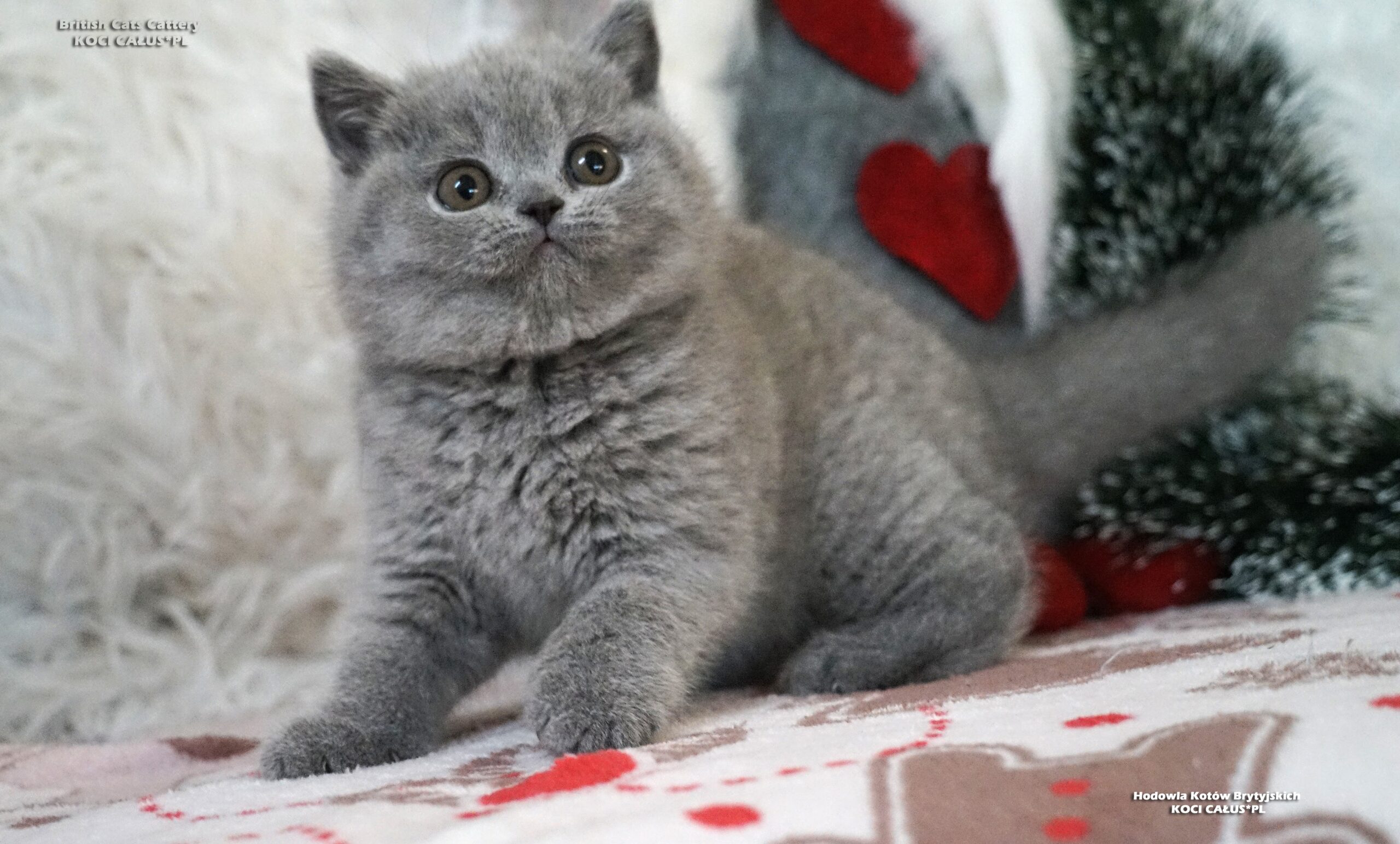 ARANEL Koci Całus*PL