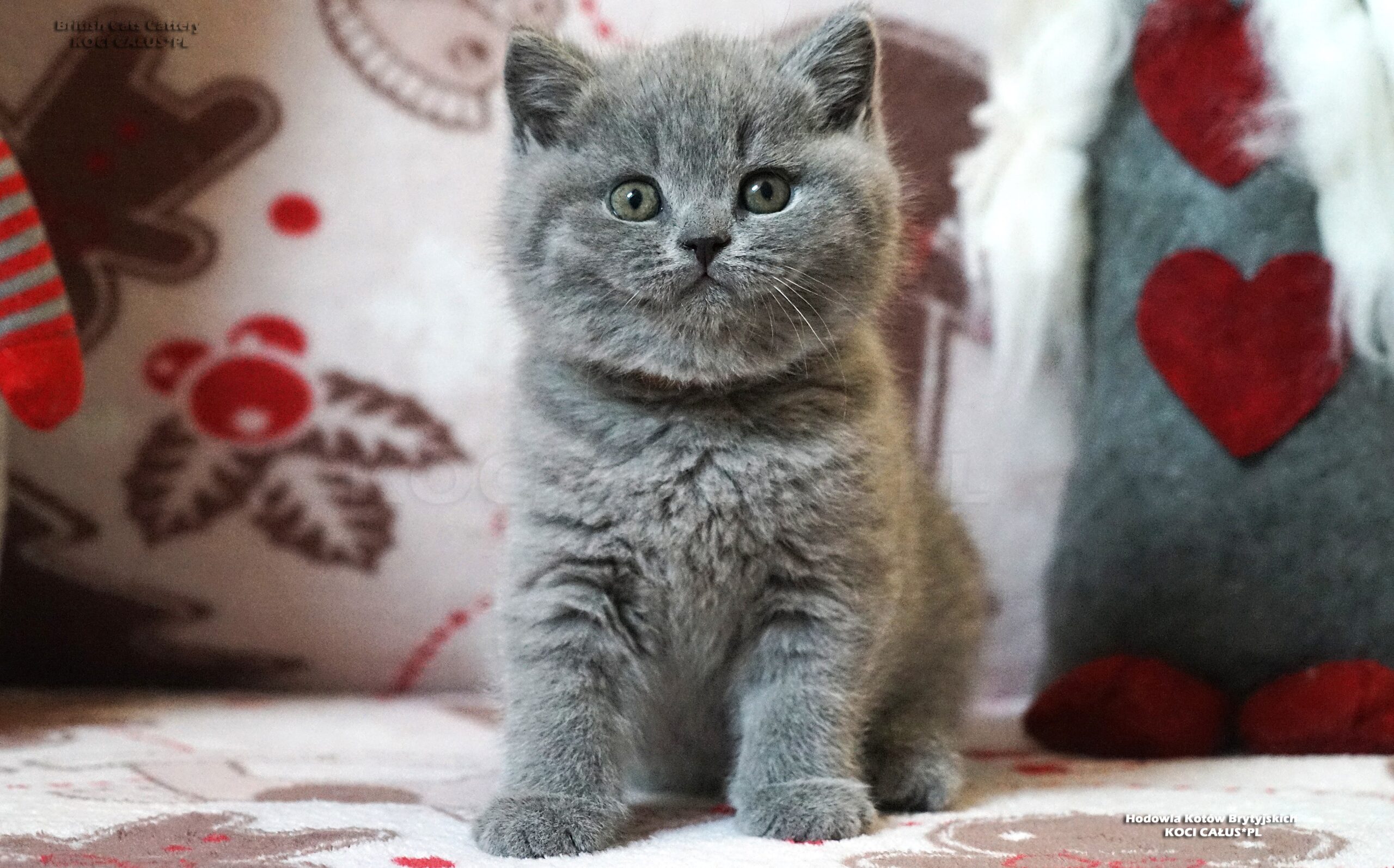 ASLAN Koci Całus*PL