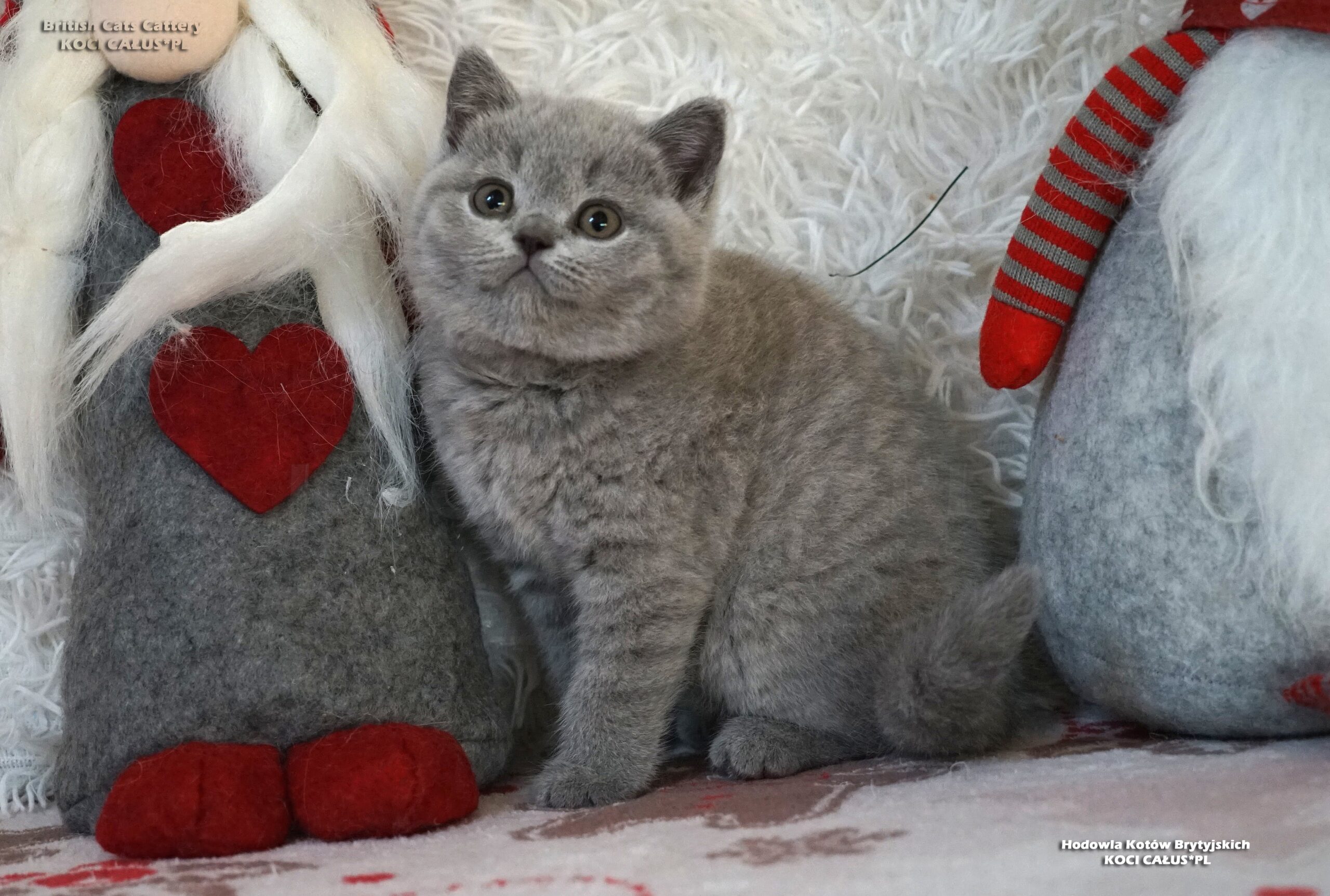 ASTRID Koci Całus*PL