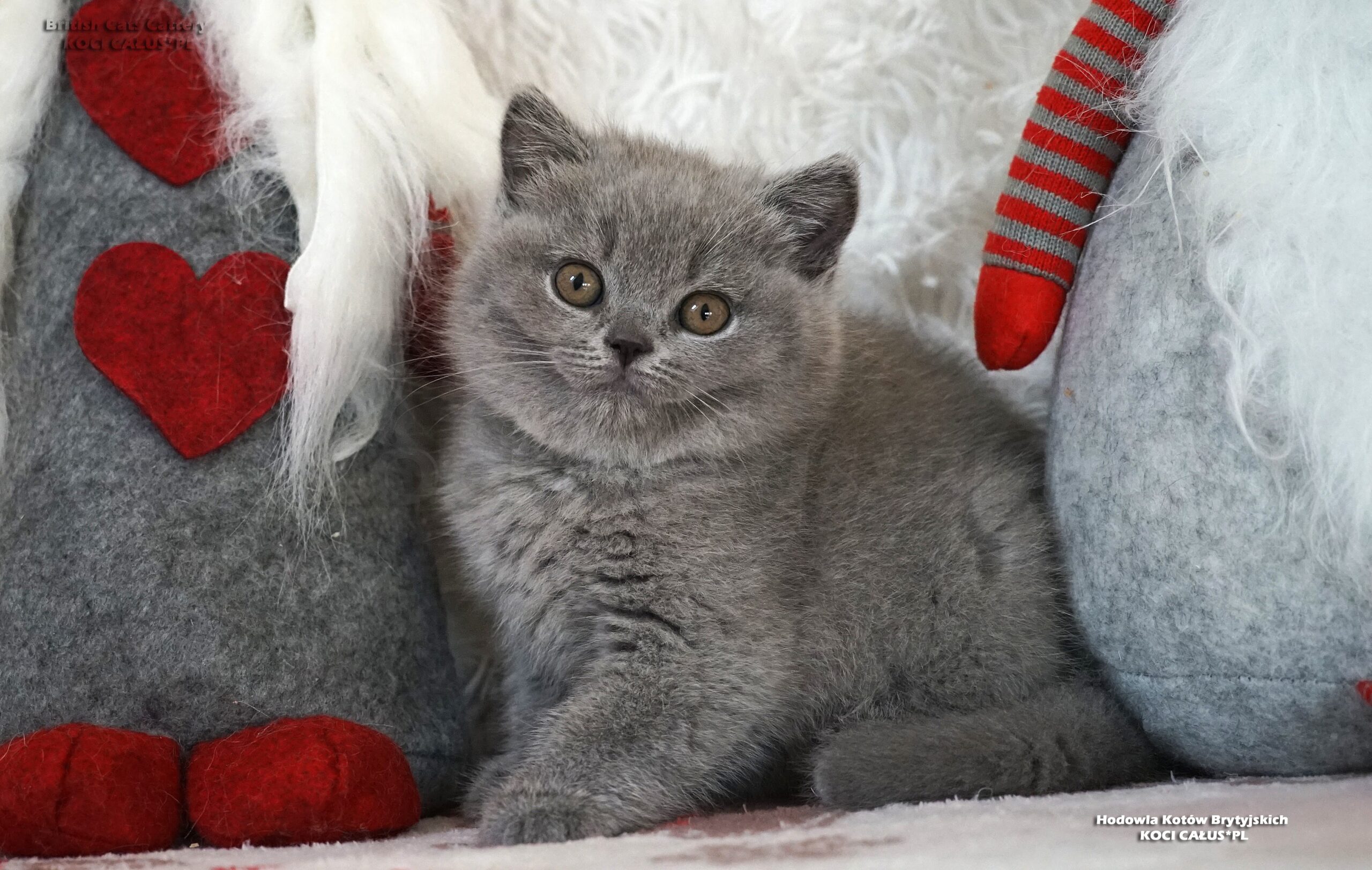 AURORA Koci Całus*PL