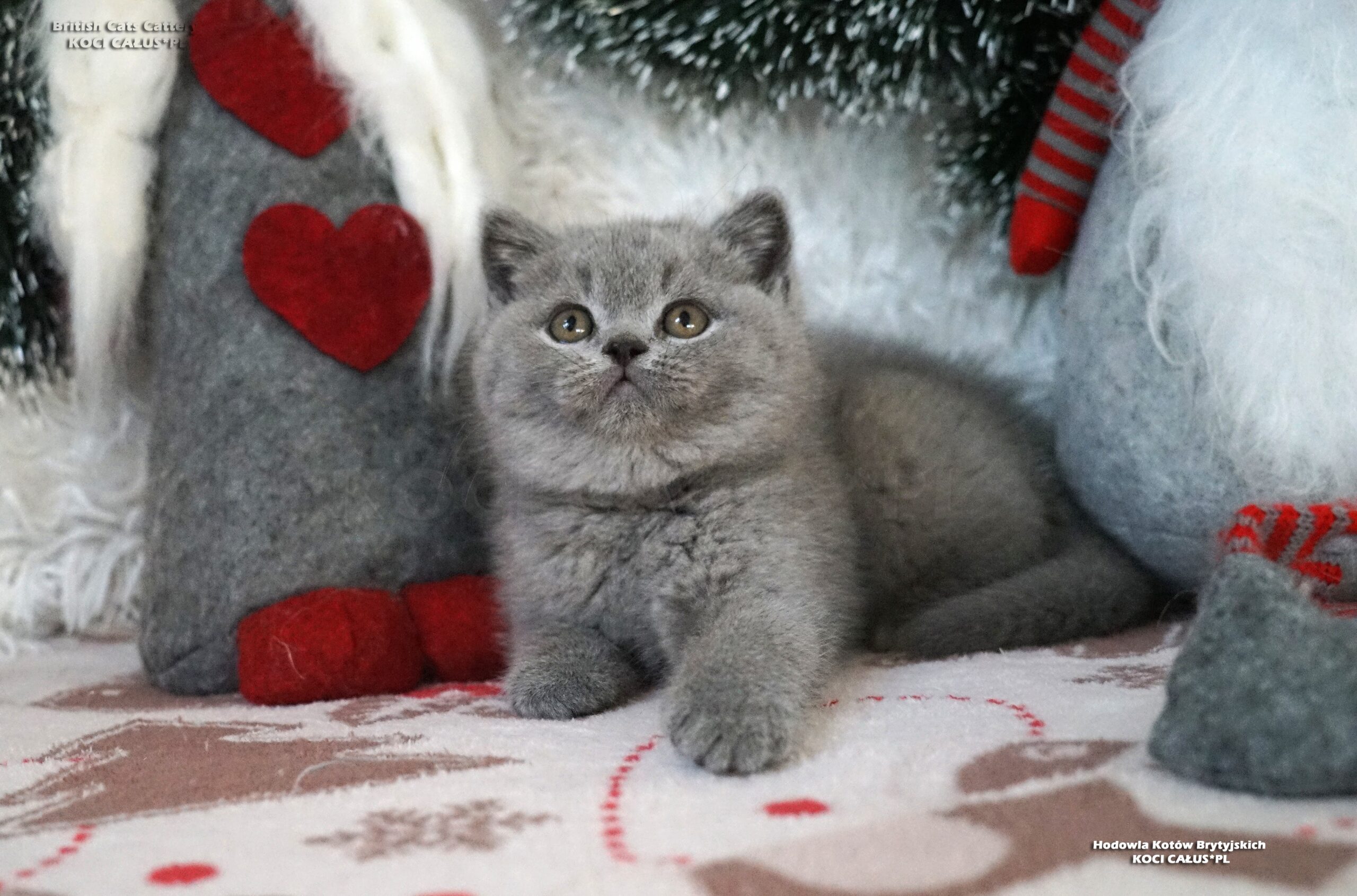 AMORE MIO Koci Całus*PL